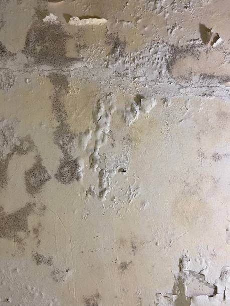 Professional Mold Remediation in Keno, OR
